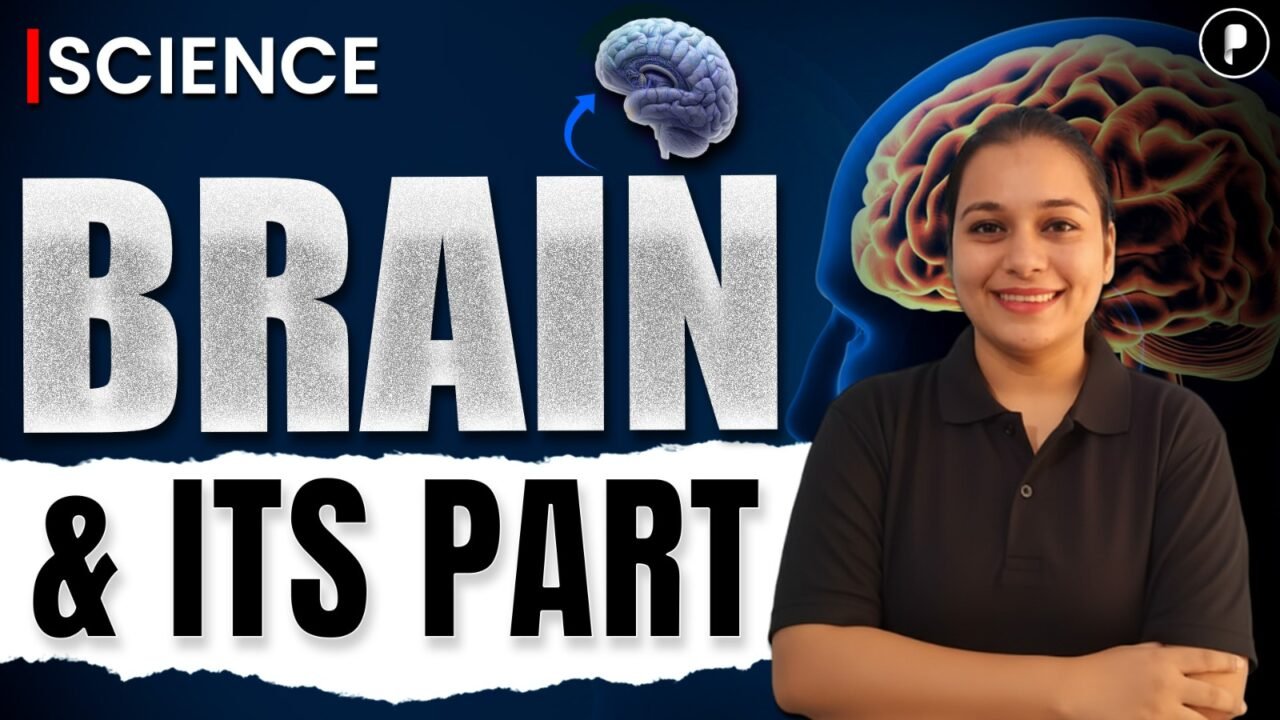 Human Brain Structure & Functions | Biology Class for SSC, NDA, CDS & Railway